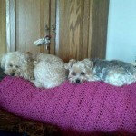 Lazy Dogs
